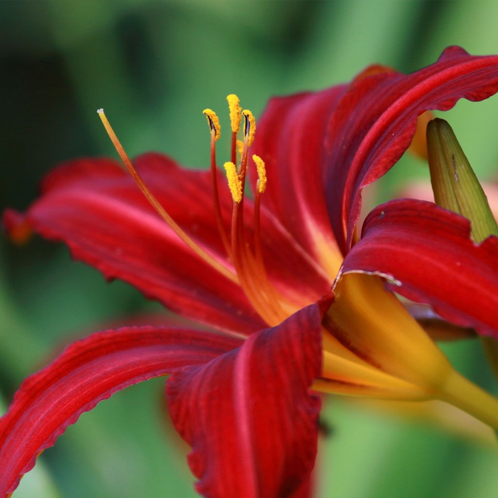 Hemerocallis Crimson Pirate - Daylily