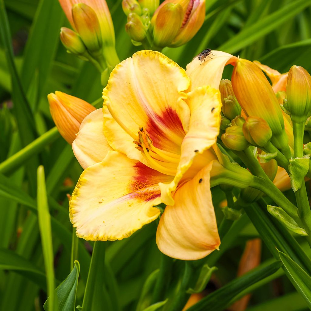 Hemerocallis Custard Candy - Daylily