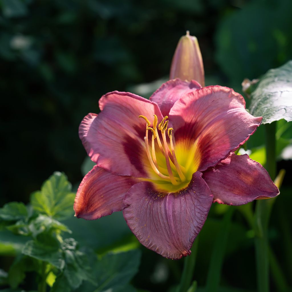 Hemerocallis Daring Deception - Daylily