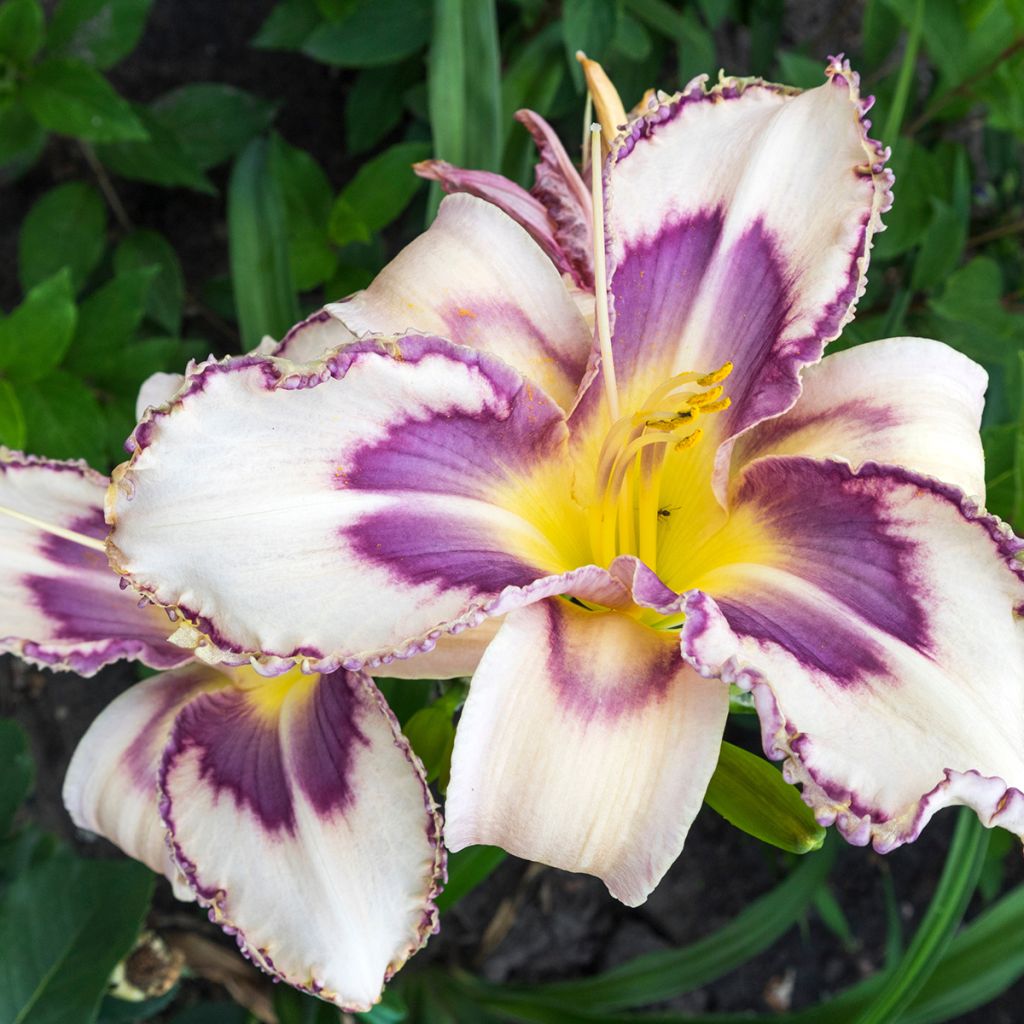 Hemerocallis Destined to See - Daylily