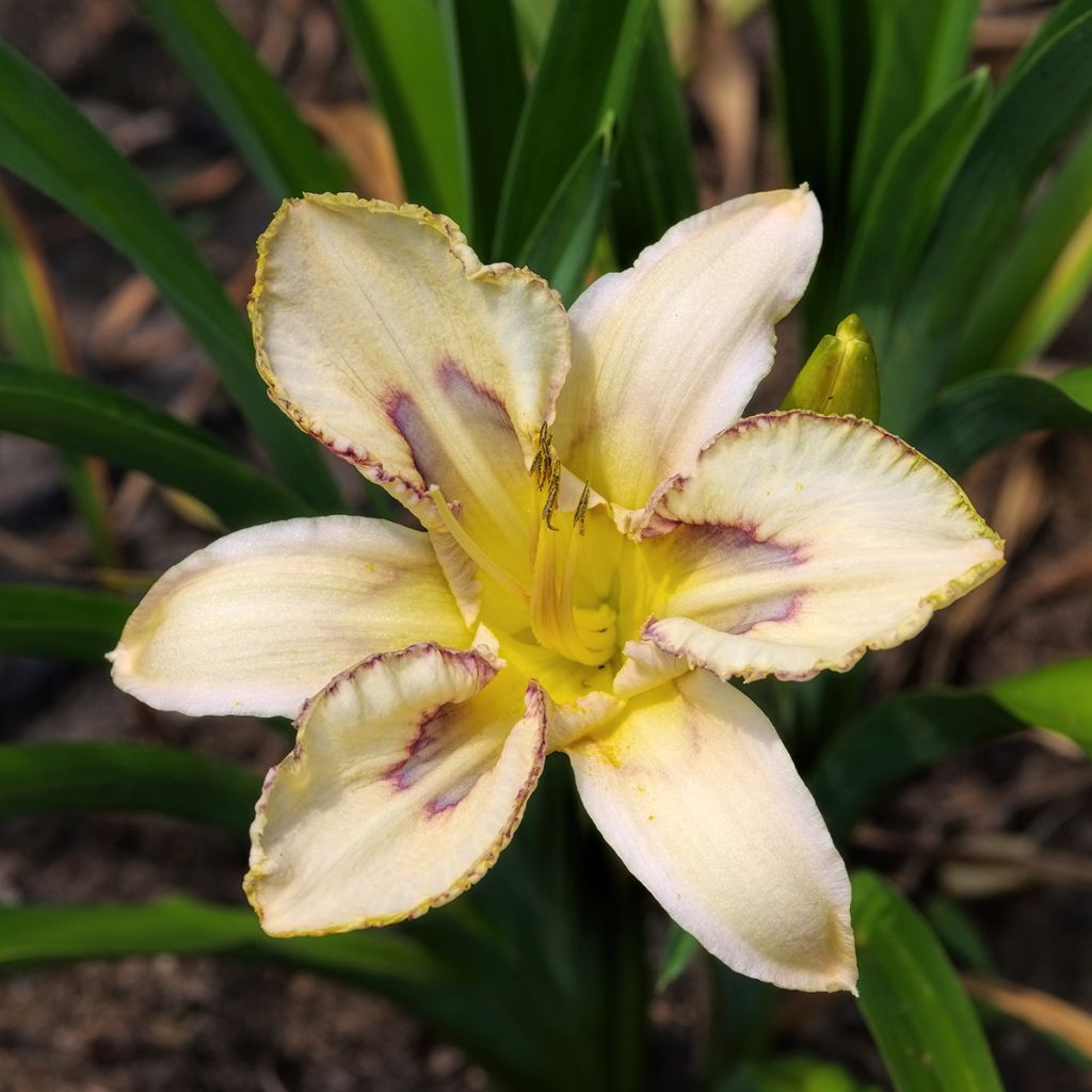 Hemerocallis Destined to See - Daylily