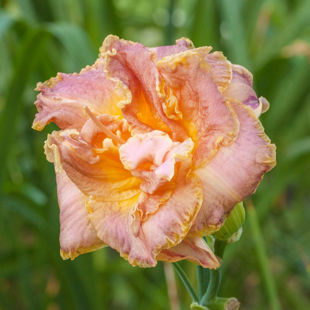 Hemerocallis Double Pink Peony - Daylily