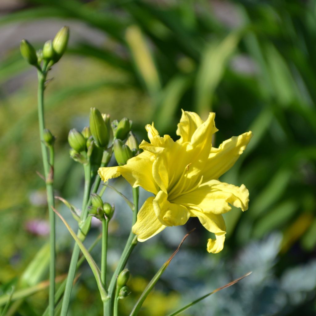 Hemerocallis Double River Wye - Daylily