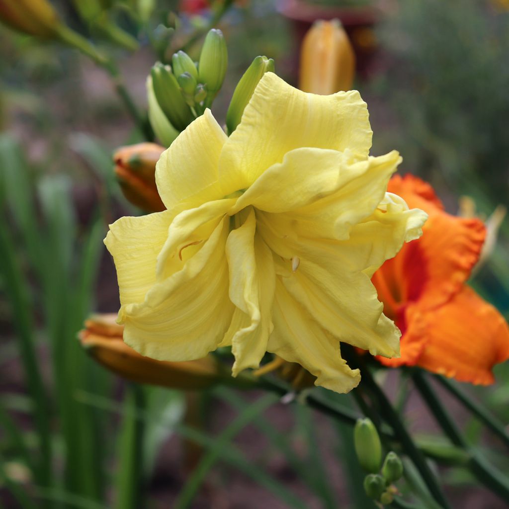 Hemerocallis Double River Wye - Daylily