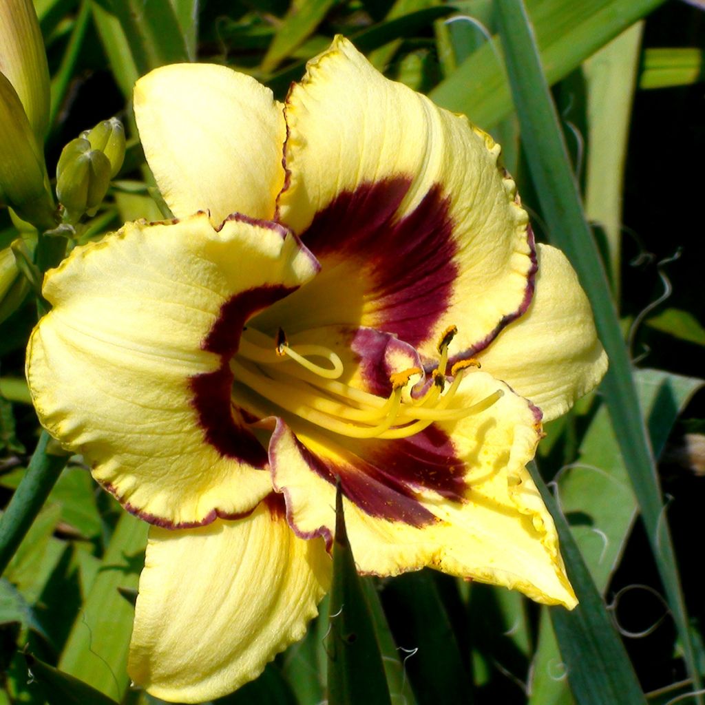 Hemerocallis El Desperado - Daylily