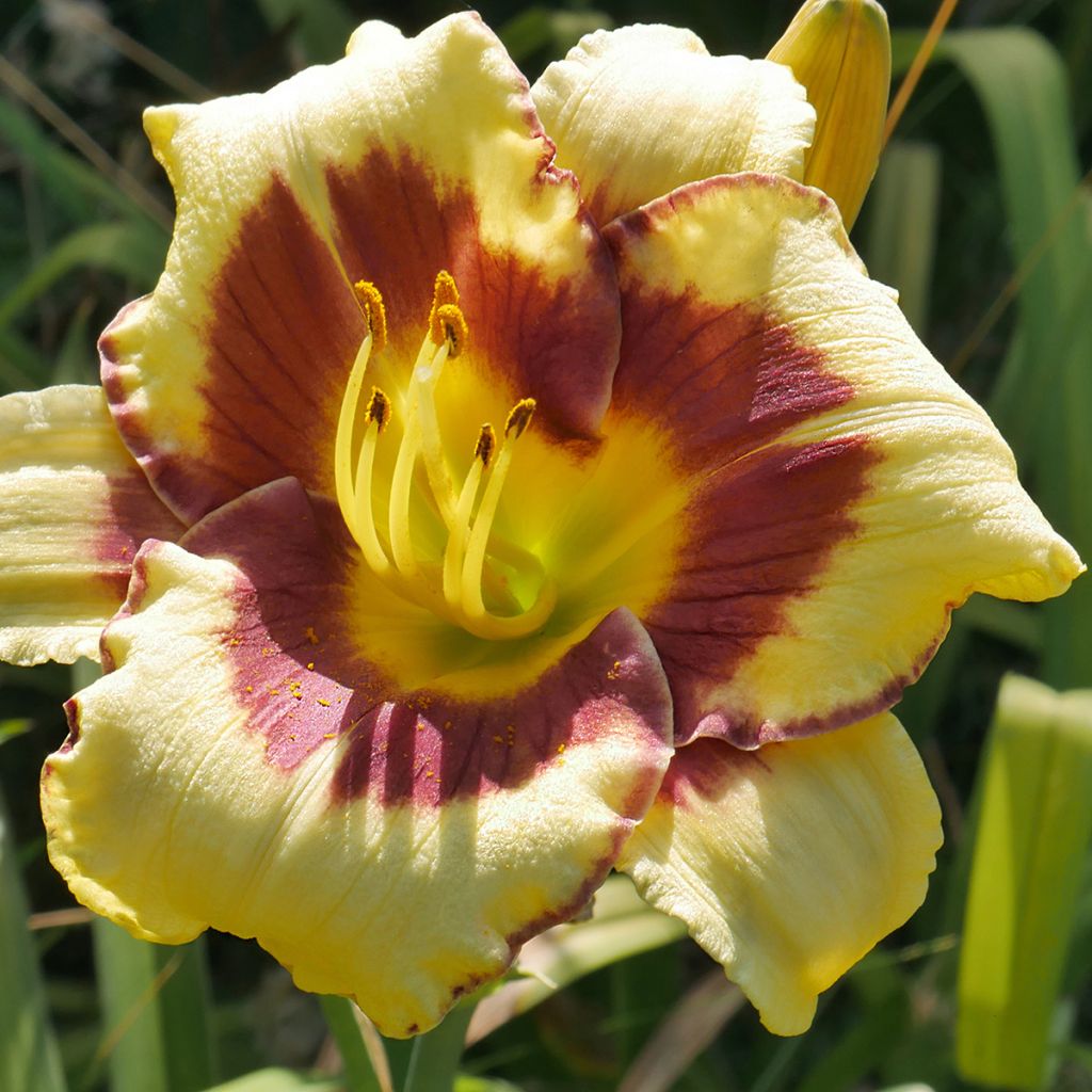 Hemerocallis El Desperado - Daylily