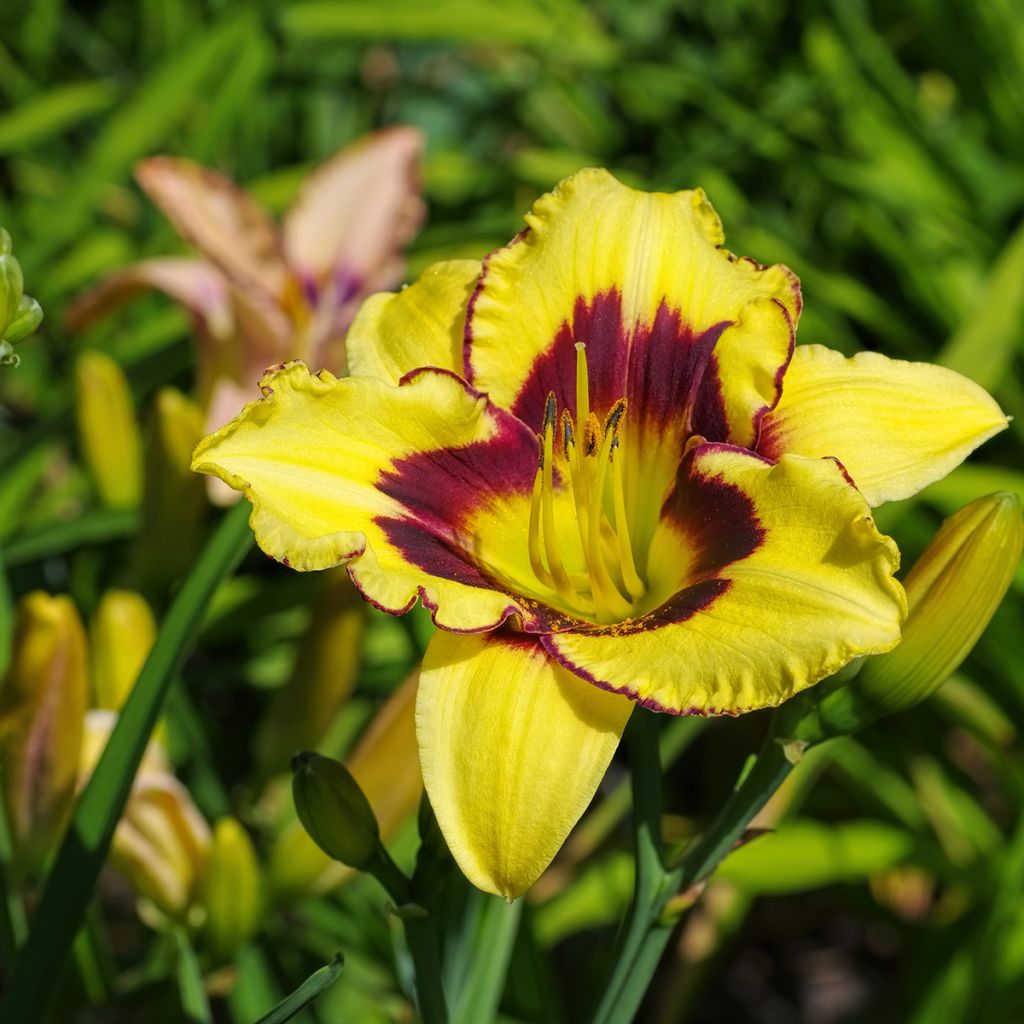 Hemerocallis El Desperado - Daylily