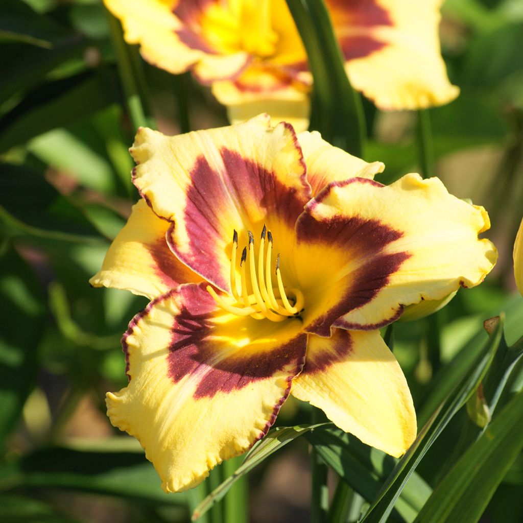 Hemerocallis El Desperado - Daylily