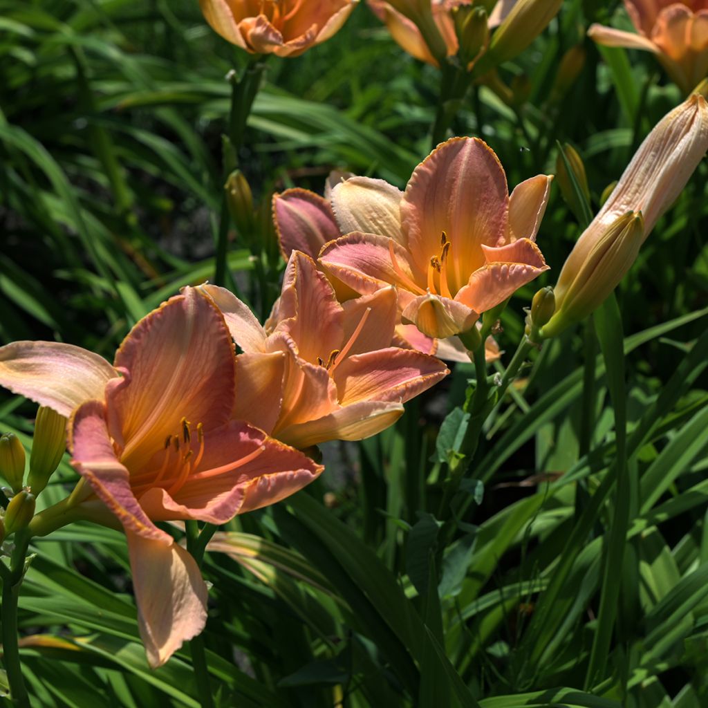 Hemerocallis Everydaylily Cerise - Daylily