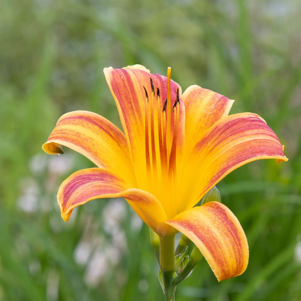 Hemerocallis Everydaylily Red Ribs - Daylily