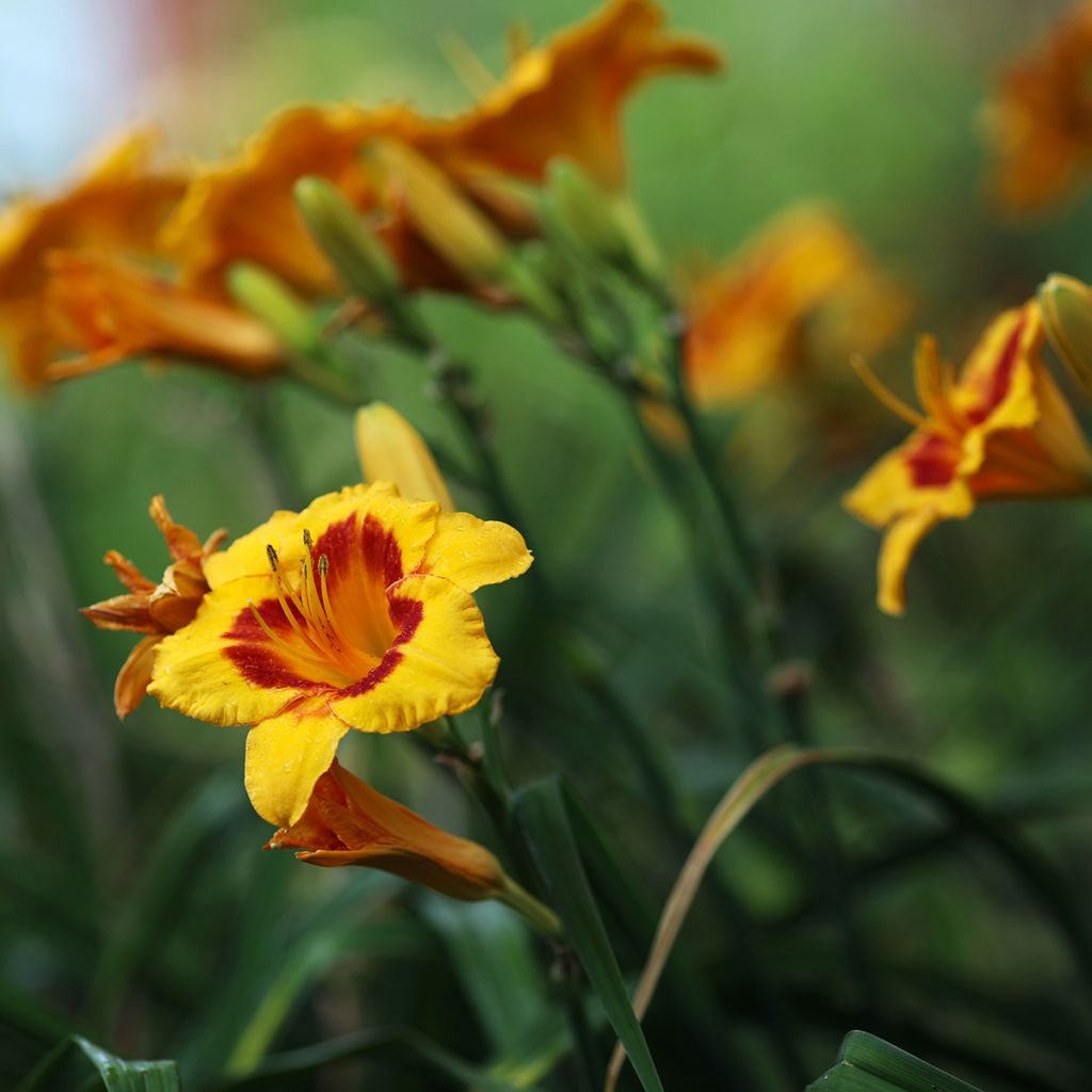 Hemerocallis Fooled Me - Daylily