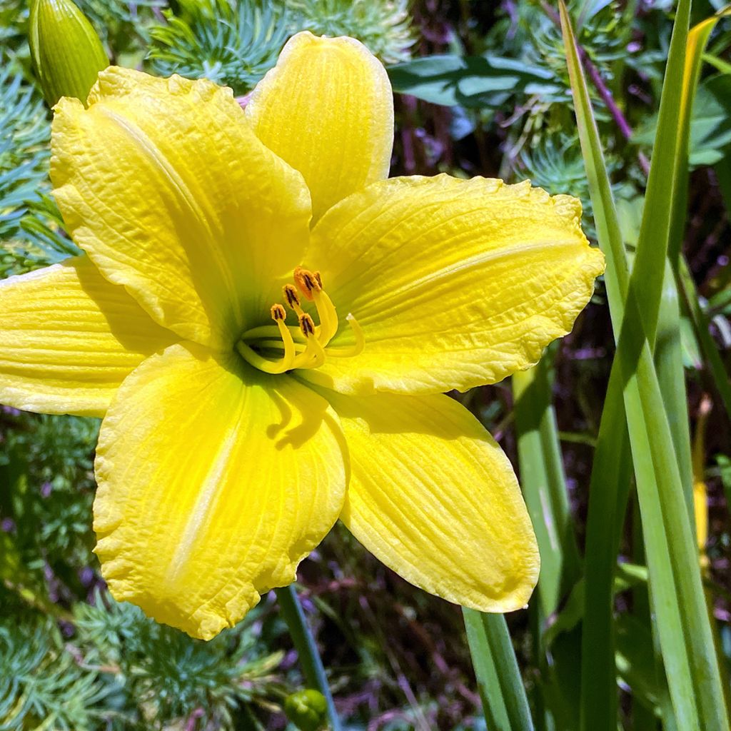 Hemerocallis Green Flutter - Daylily