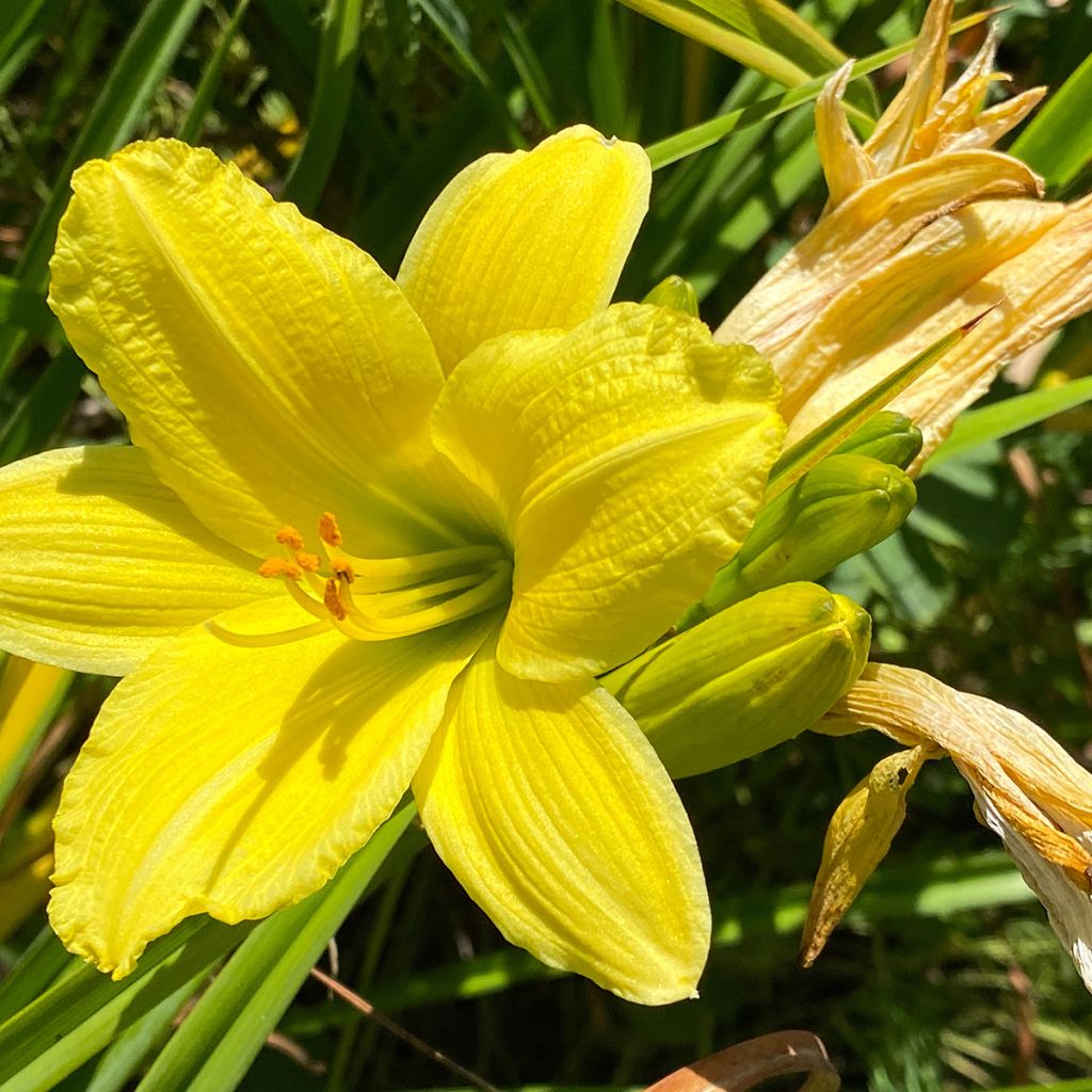 Hemerocallis Green Flutter - Daylily