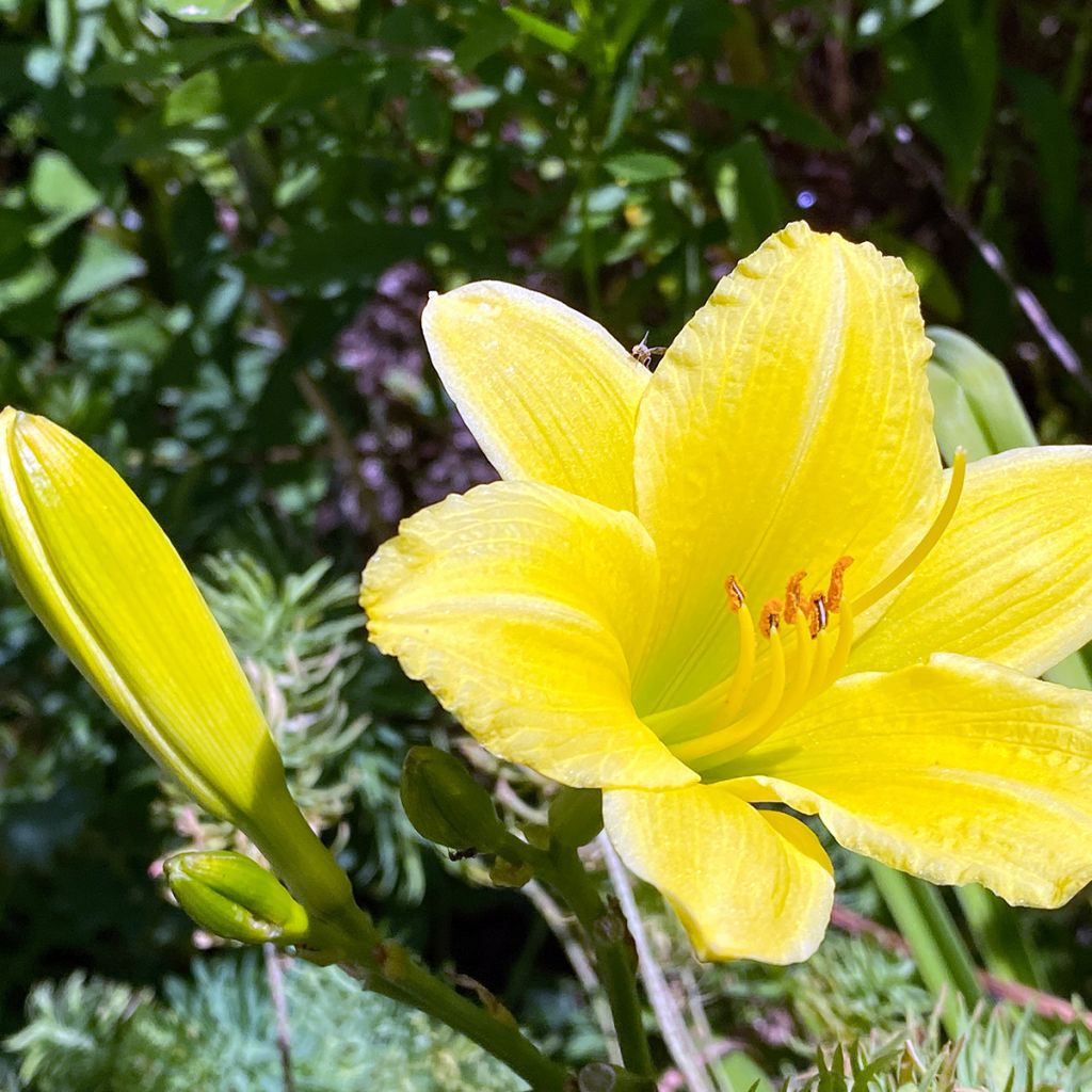 Hemerocallis Green Flutter - Daylily