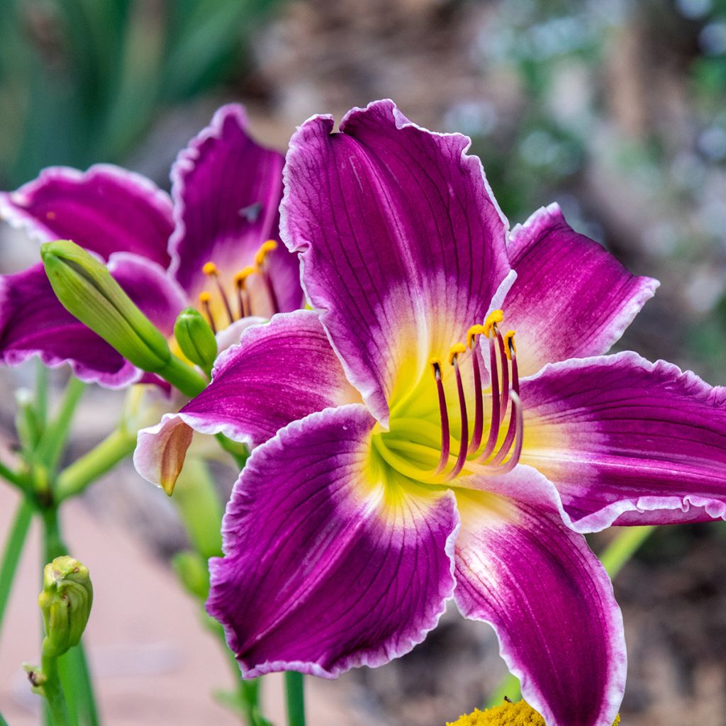 Hemerocallis Indian Giver - Daylily