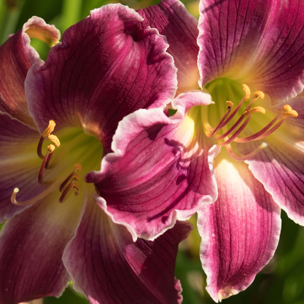 Hemerocallis Indian Giver - Daylily