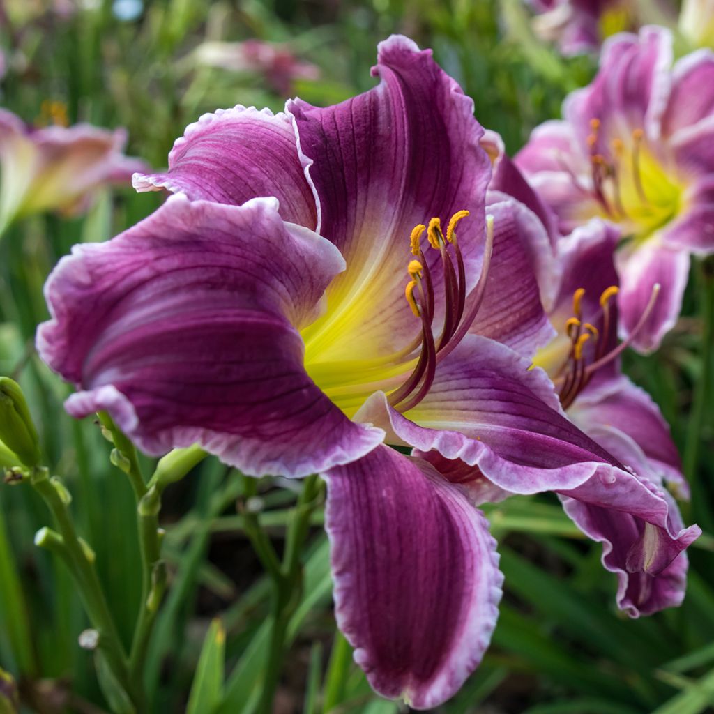 Hemerocallis Indian Giver - Daylily