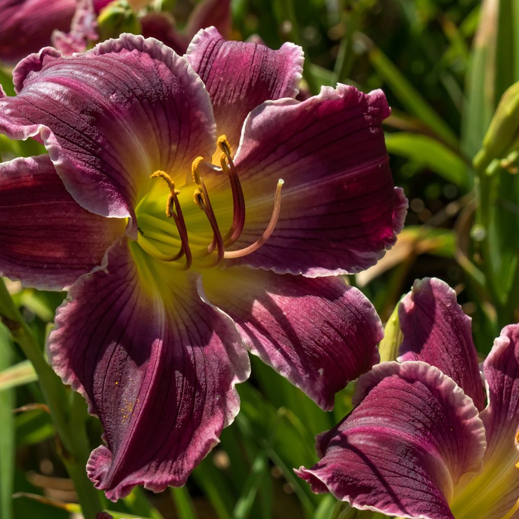 Hemerocallis Indian Giver - Daylily