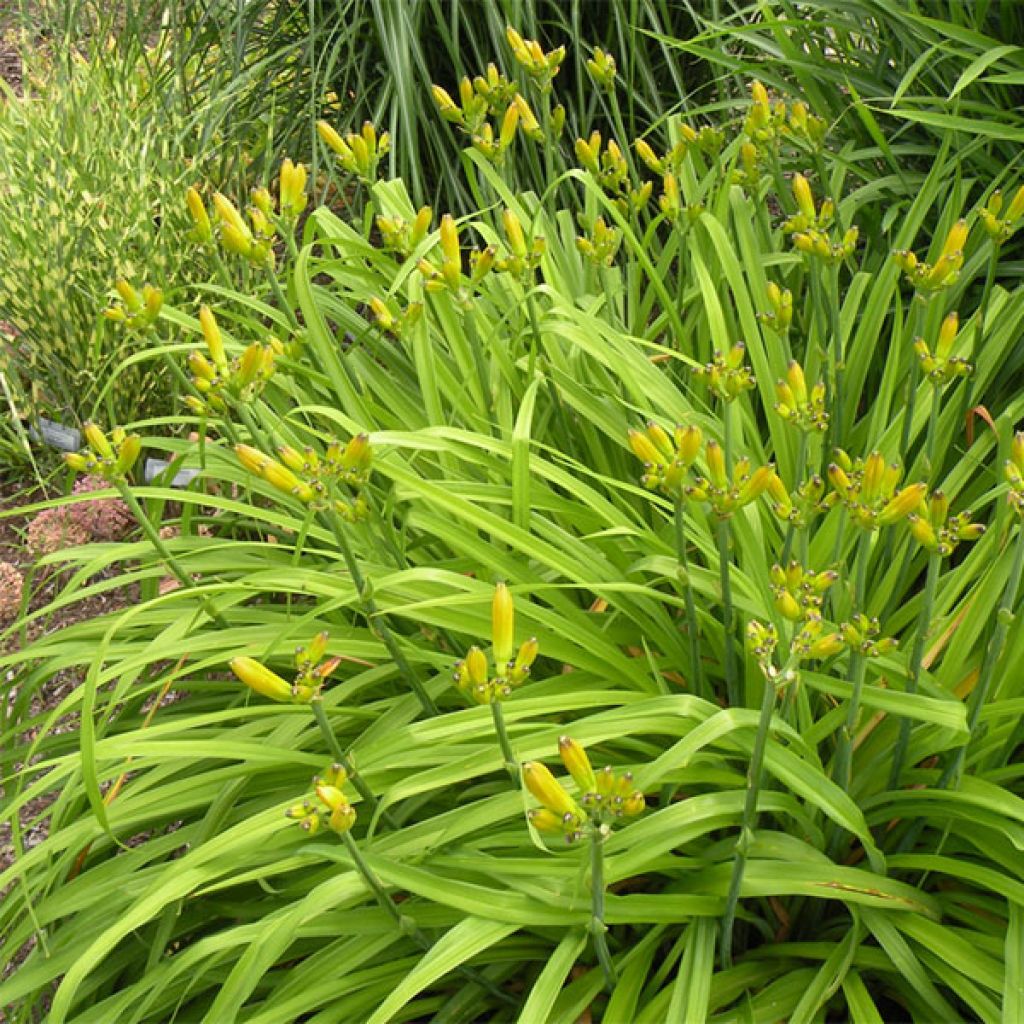 Hemerocallis Iron Gate Glacier - Daylily