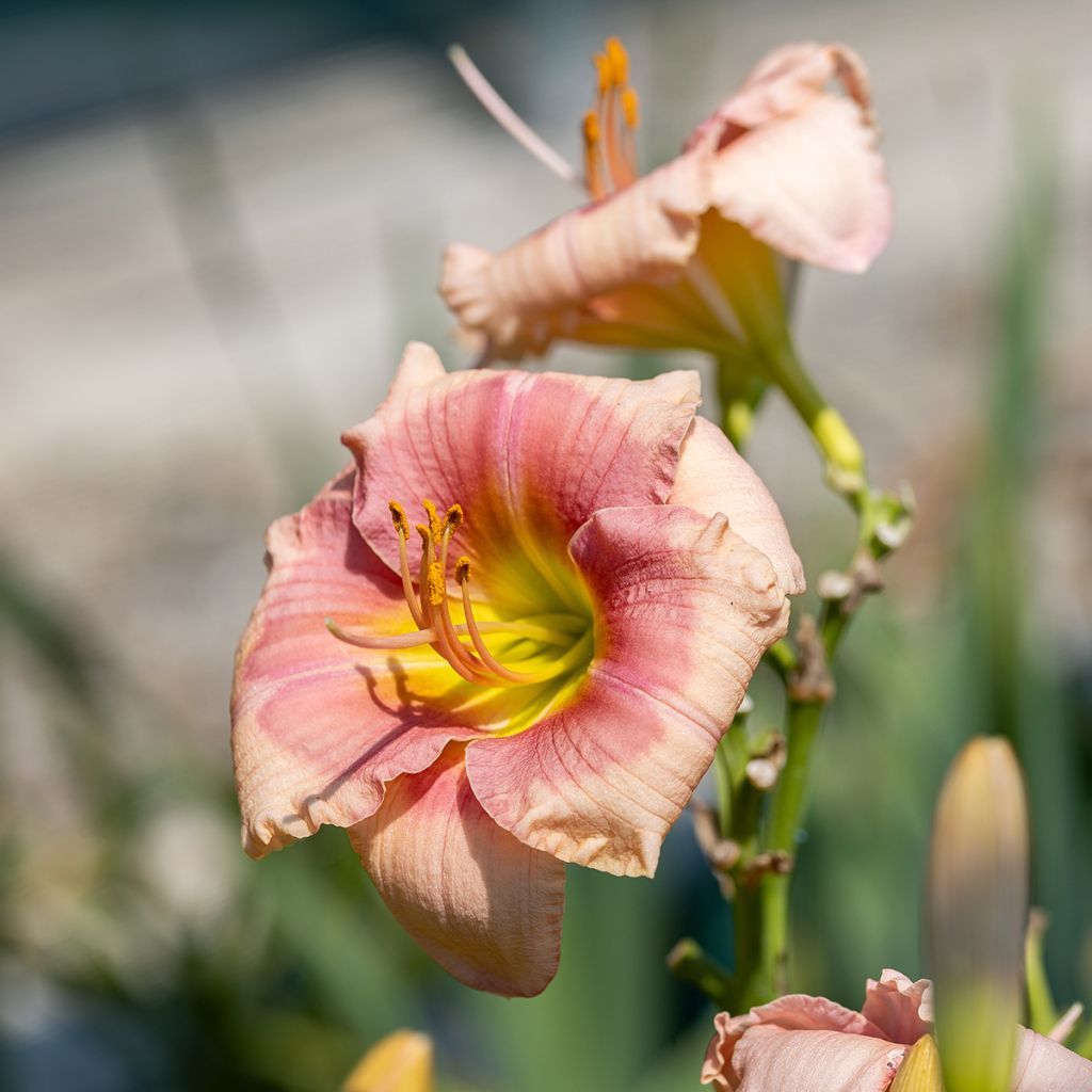 Hemerocallis Janice Brown - Daylily