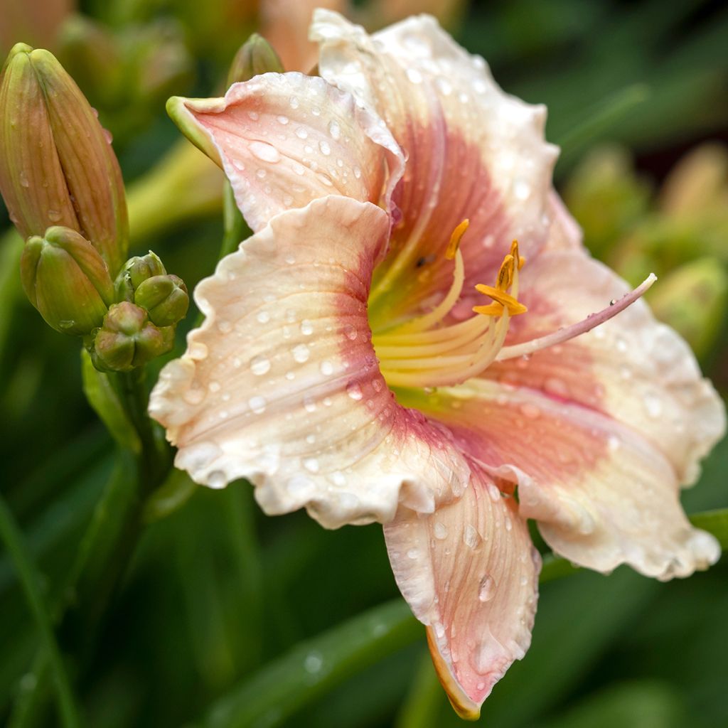 Hemerocallis Janice Brown - Daylily