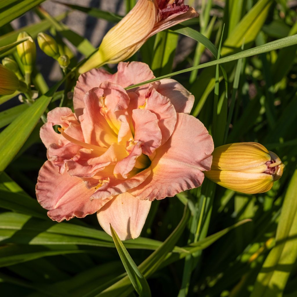 Hemerocallis Lacy Doily - Daylily