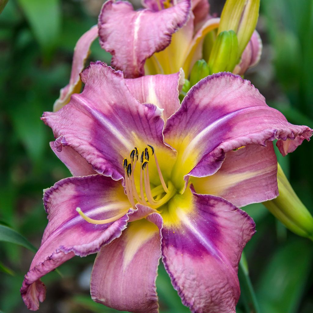 Hemerocallis Mildred Mitchell - Daylily