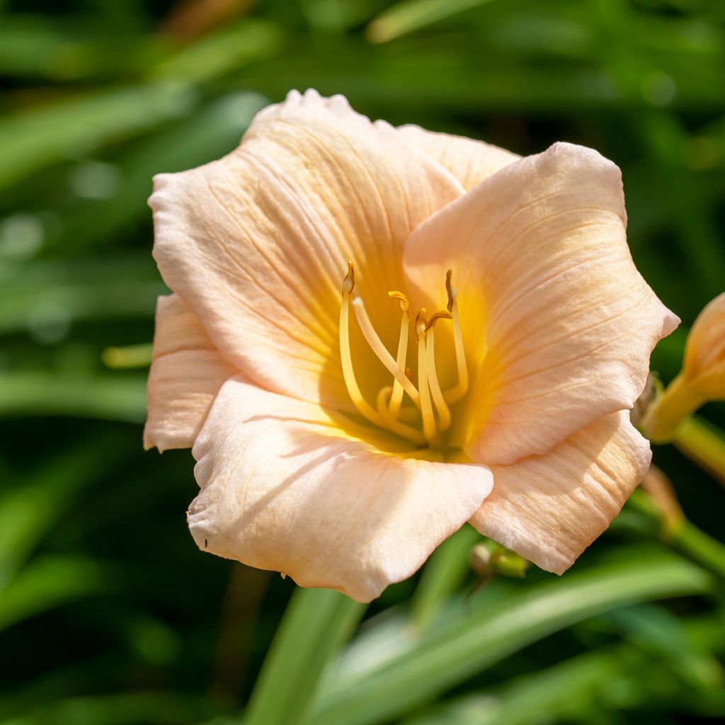 Hemerocallis Mini Pearl - Daylily