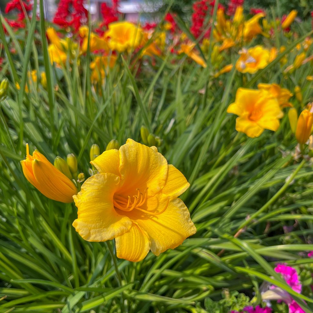 Hemerocallis Mini stella - Daylily