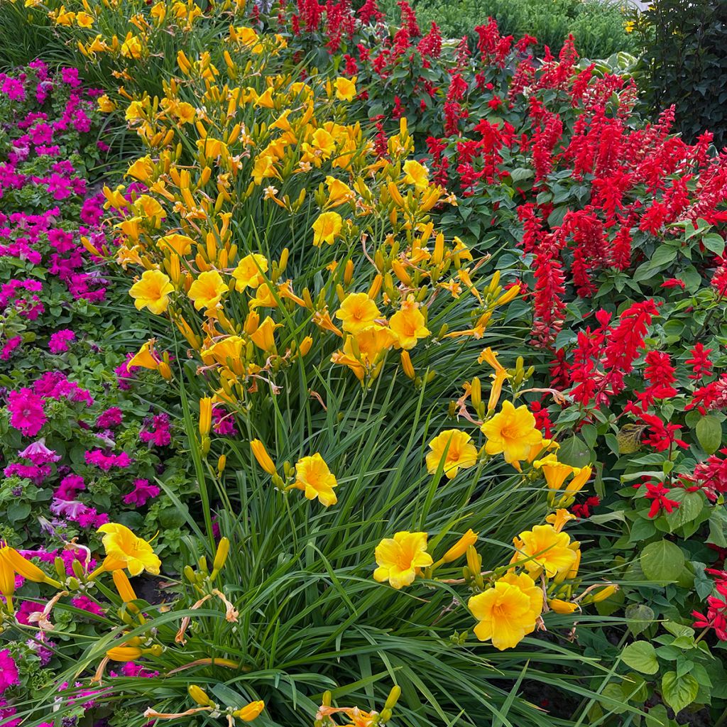 Hemerocallis Mini stella - Daylily