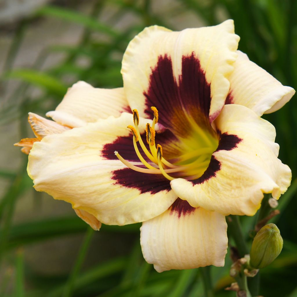 Hemerocallis Moonlight Masquerade - Daylily