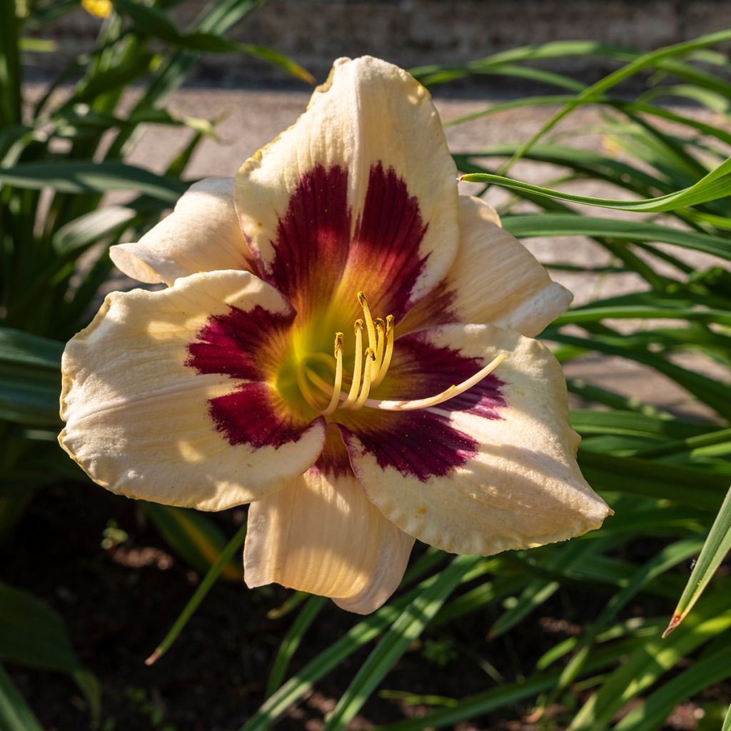 Hemerocallis Moonlight Masquerade - Daylily