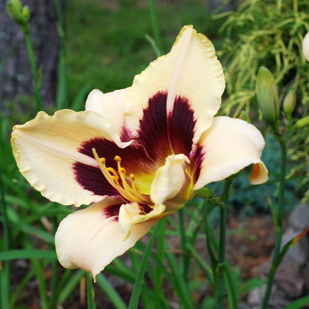 Hemerocallis Moonlight Masquerade - Daylily