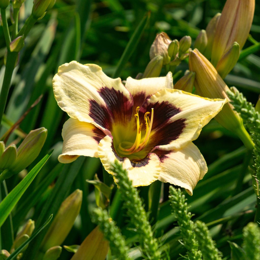 Hemerocallis Moonlight Masquerade - Daylily