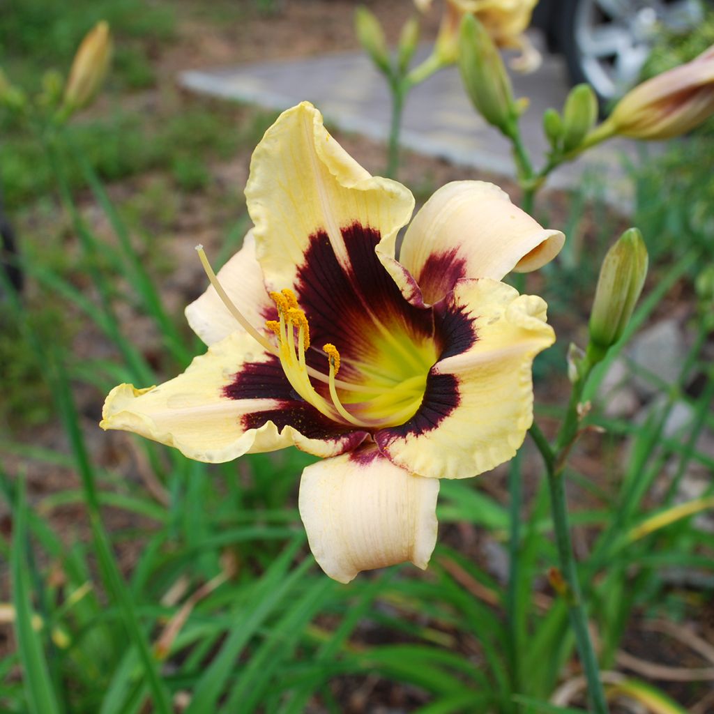 Hemerocallis Moonlight Masquerade - Daylily