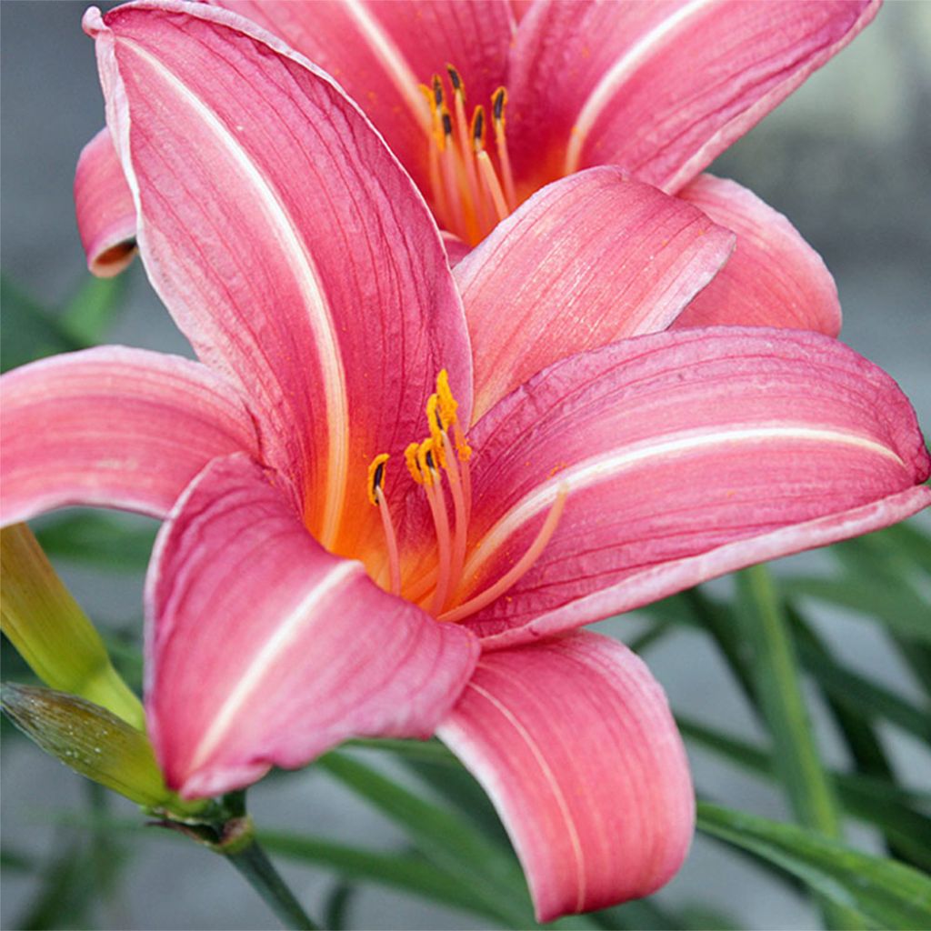 Hemerocallis Neyron Rose - Daylily