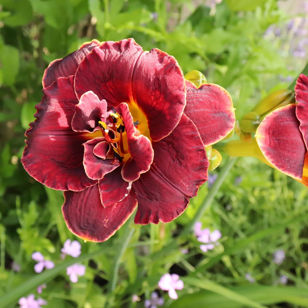 Hemerocallis Night Embers - Daylily