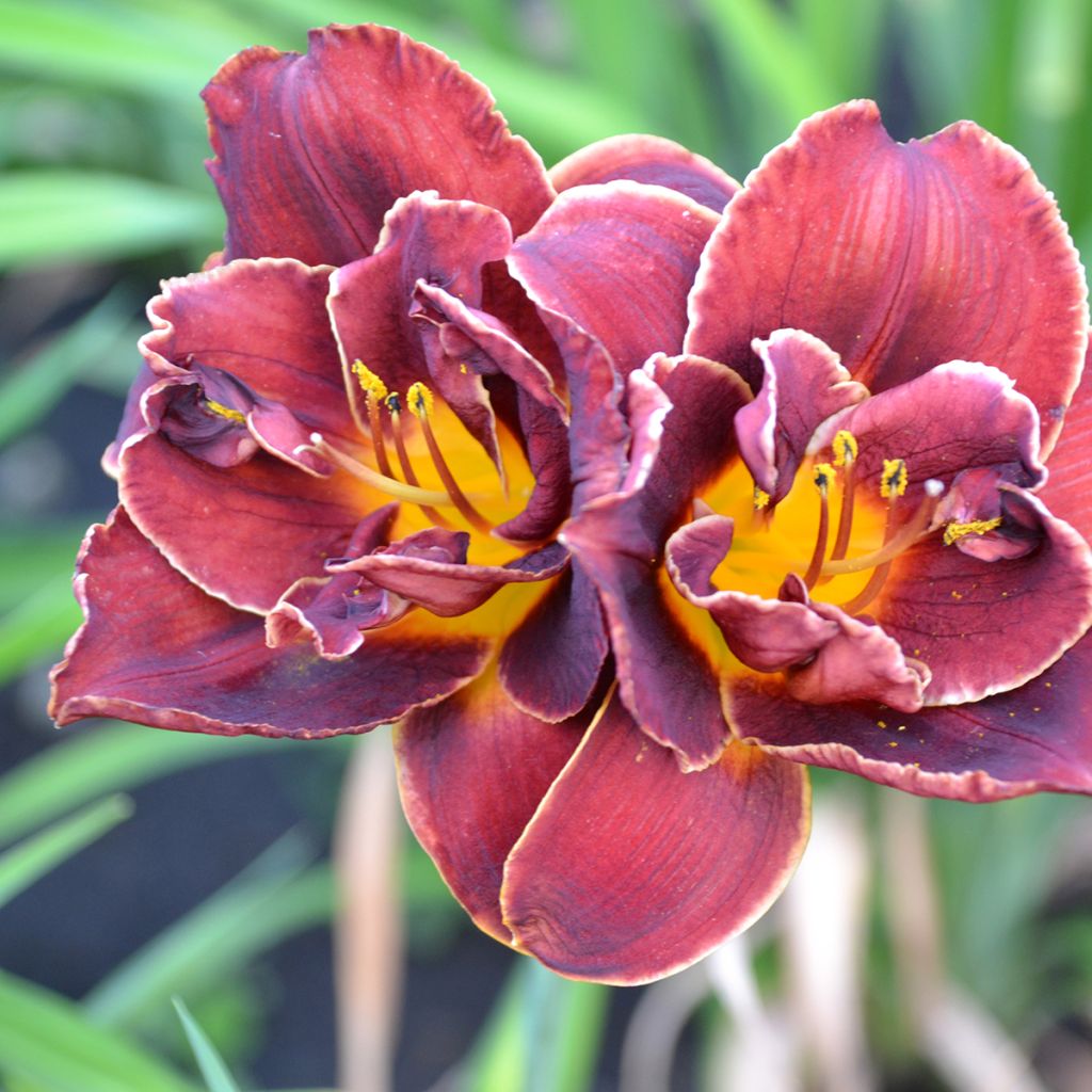 Hemerocallis Night Embers - Daylily