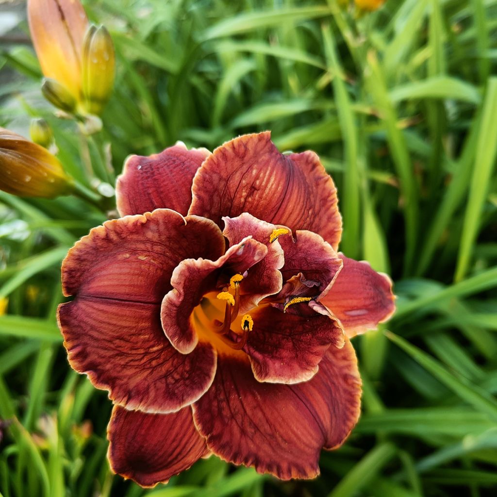 Hemerocallis Night Embers - Daylily