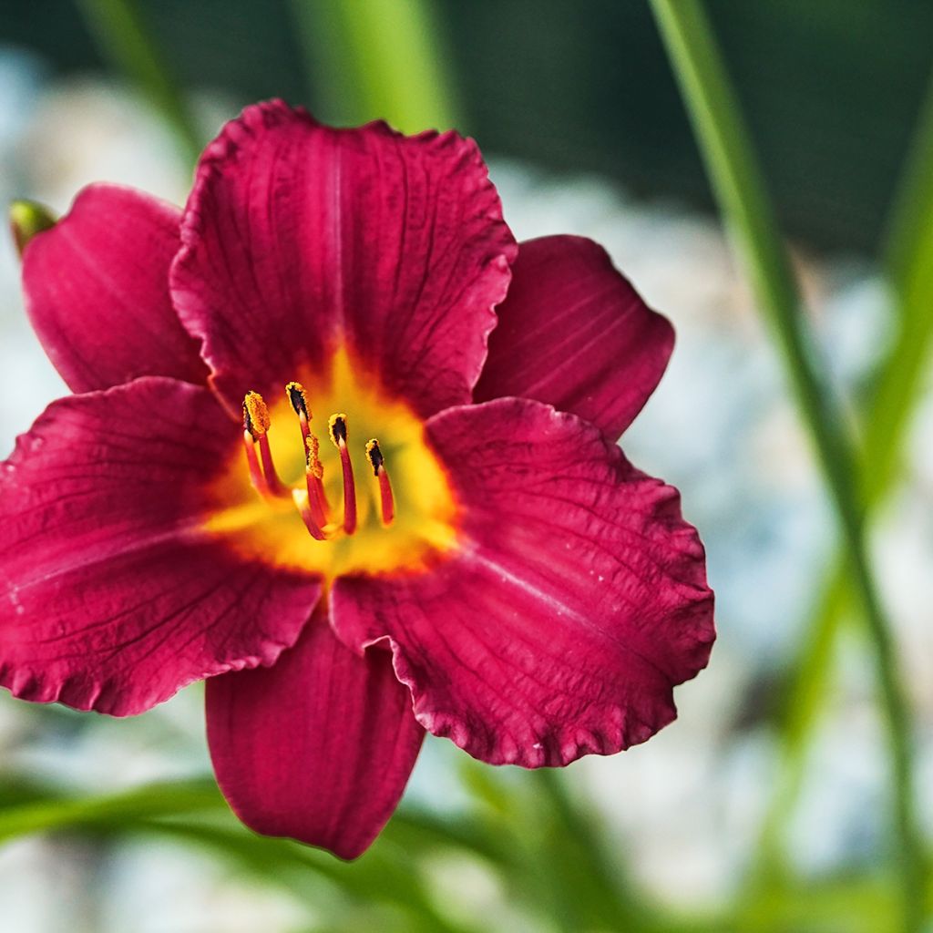 Hemerocallis Pardon Me - Daylily