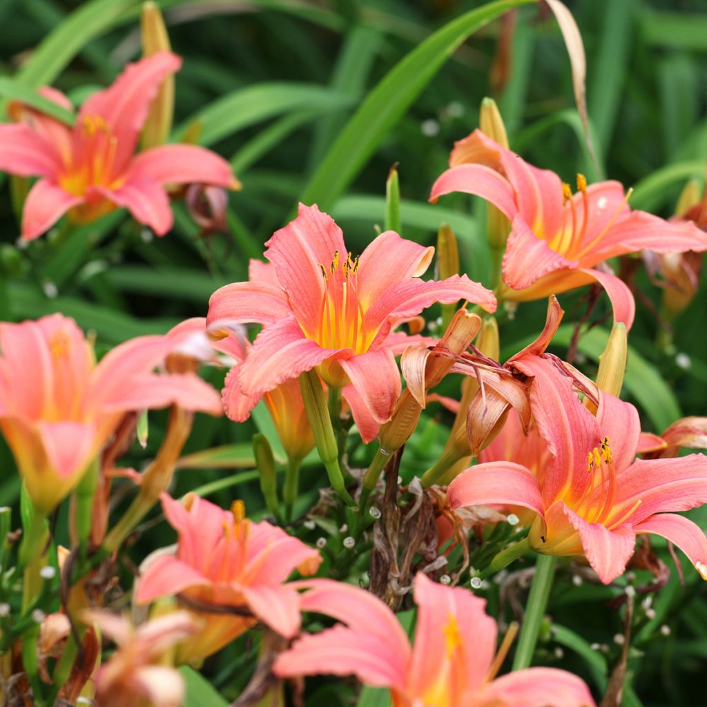 Hemerocallis Pink Damask - Daylily