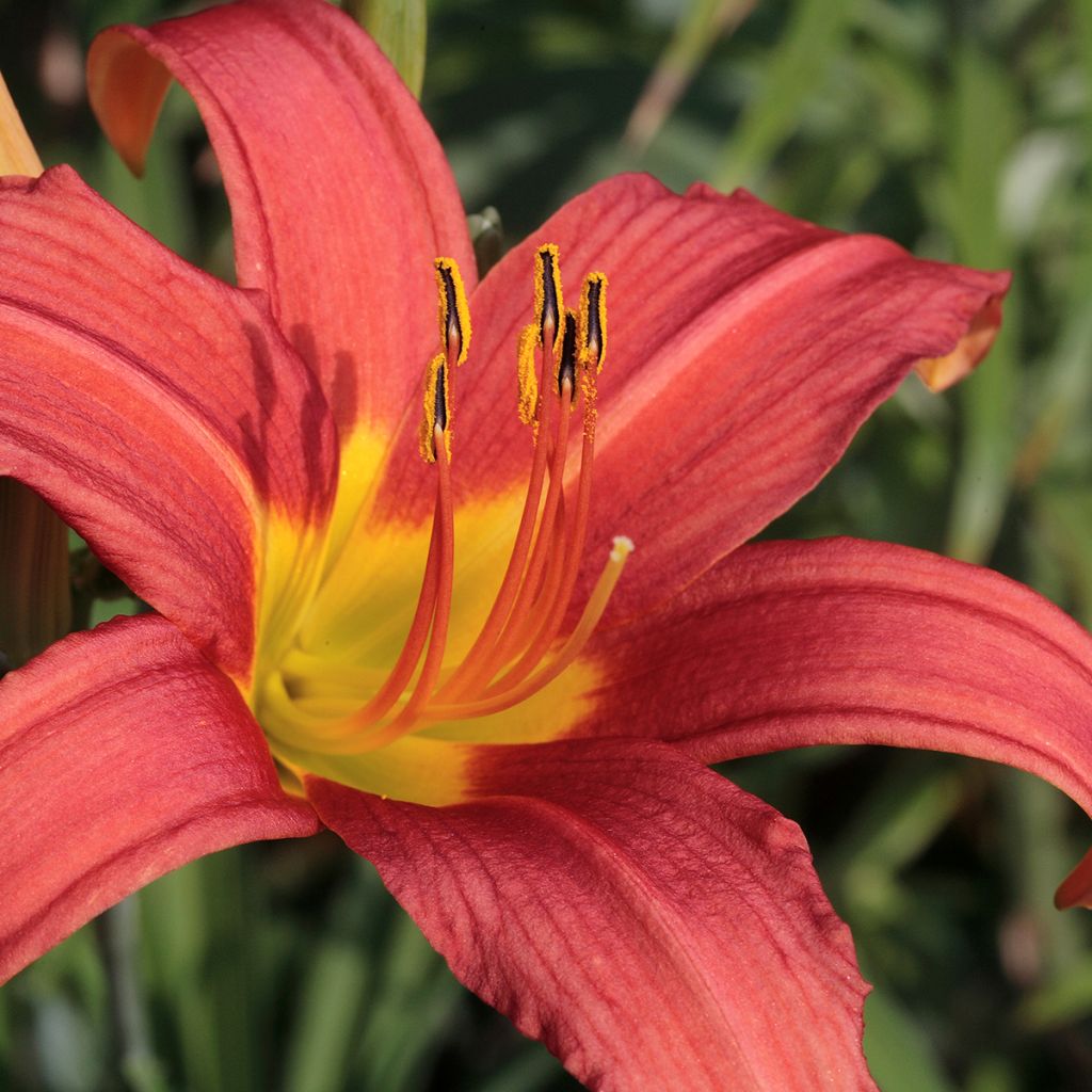 Hemerocallis Pink Damask - Daylily