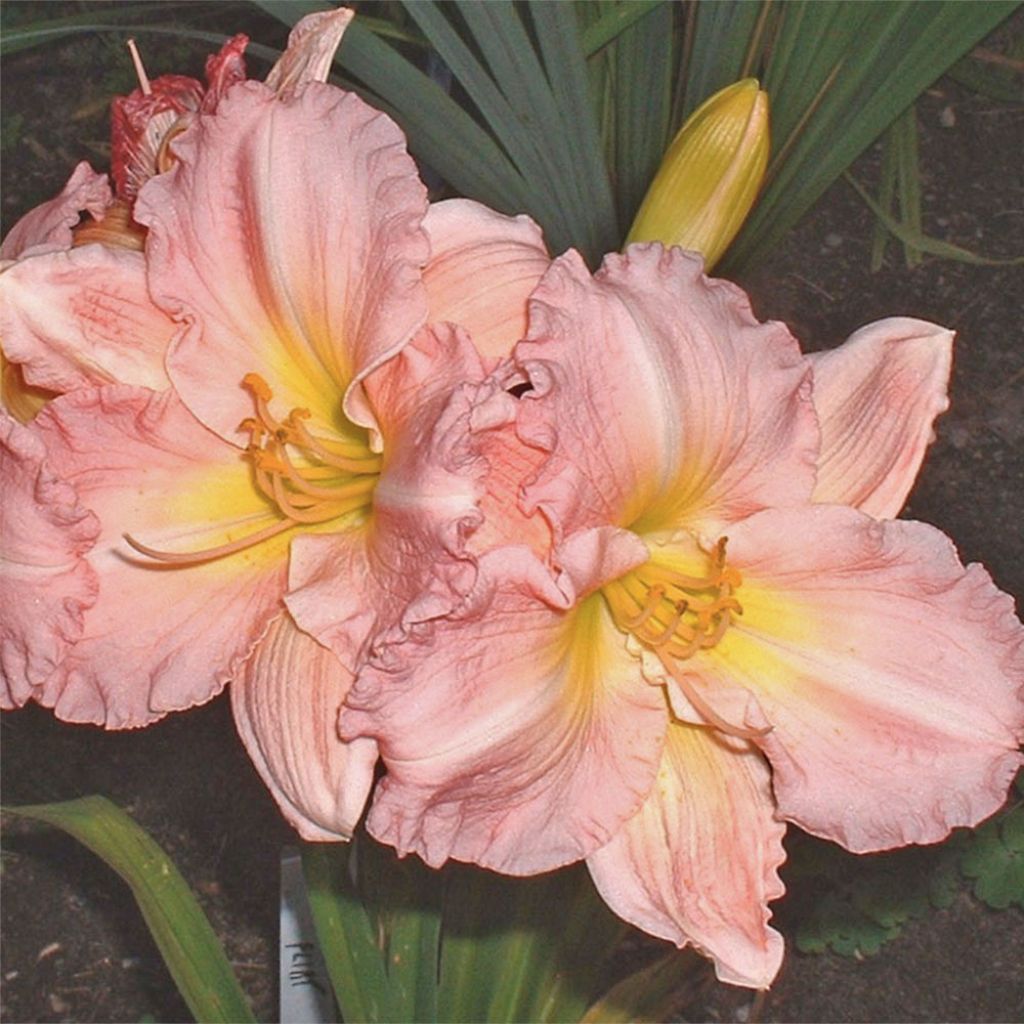 Hemerocallis Pink Flirt - Daylily