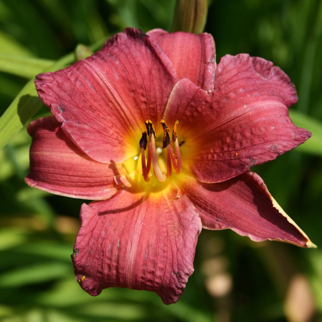 Hemerocallis Red Rum - Daylily