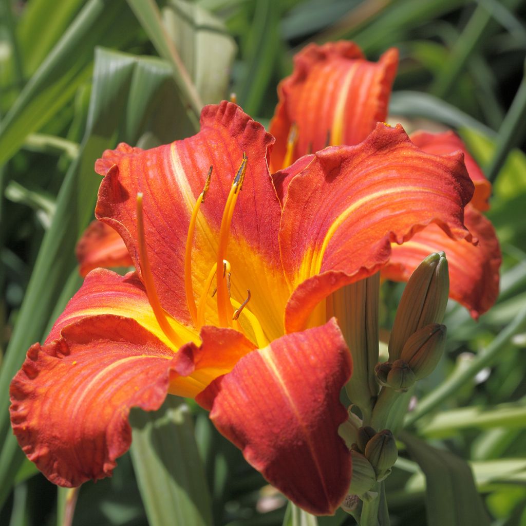 Hemerocallis Red Rum - Daylily