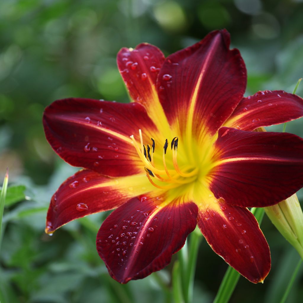 Hemerocallis Ruby Spider - Daylily