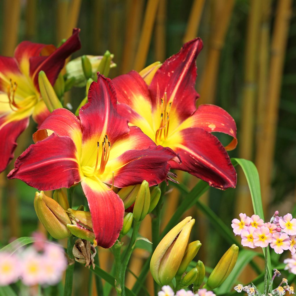 Hemerocallis Ruby Spider - Daylily