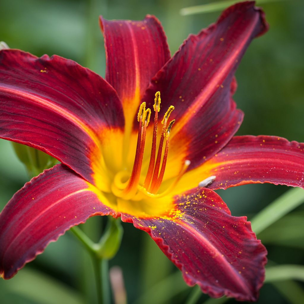 Hemerocallis Ruby Spider - Daylily