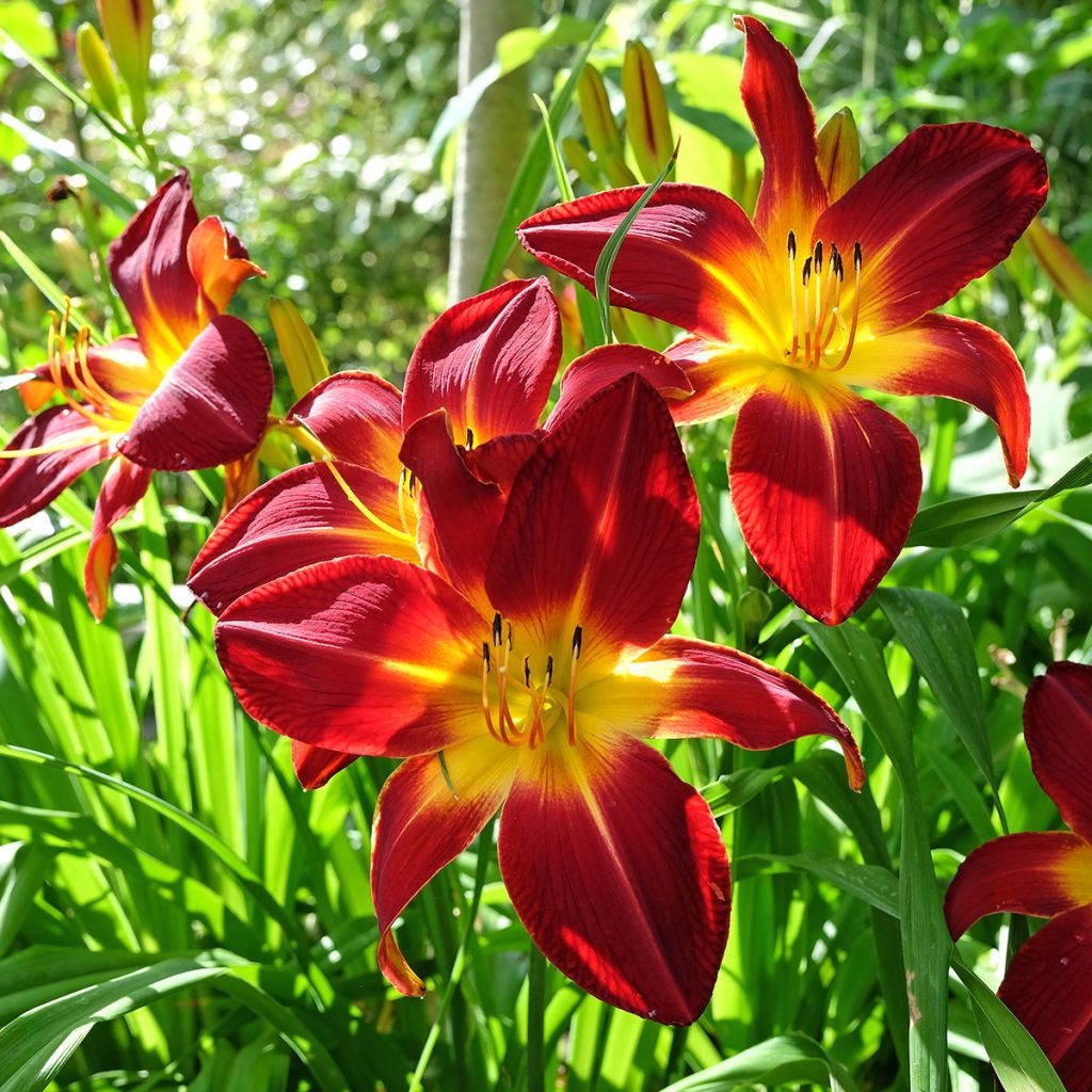 Hemerocallis Ruby Spider - Daylily