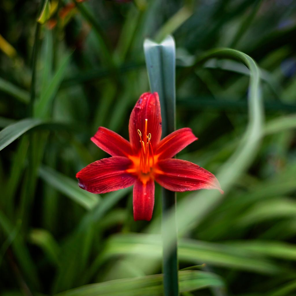 Hemerocallis Sammy Russel - Daylily